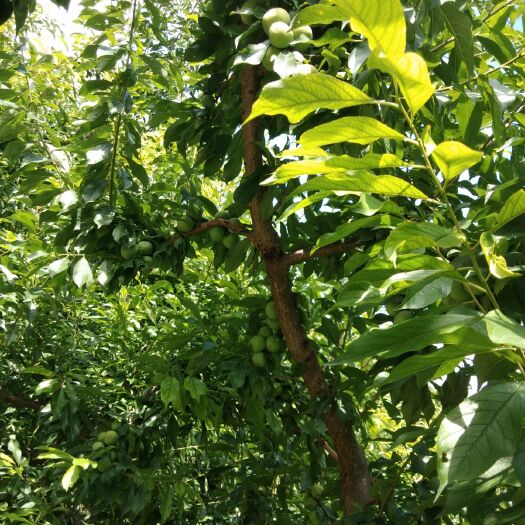 茂县 茂县青脆李上市了有需要的老板联系