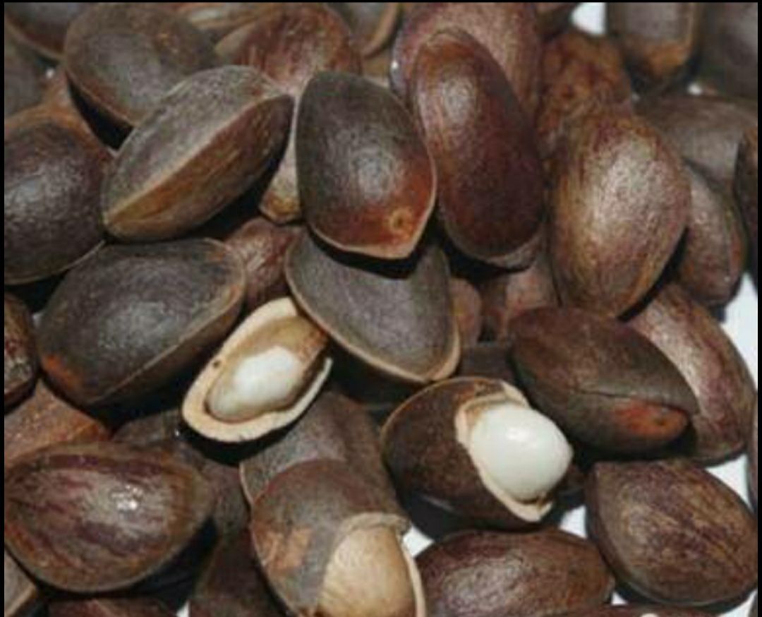  新货野生松子云南高山优质野生松子