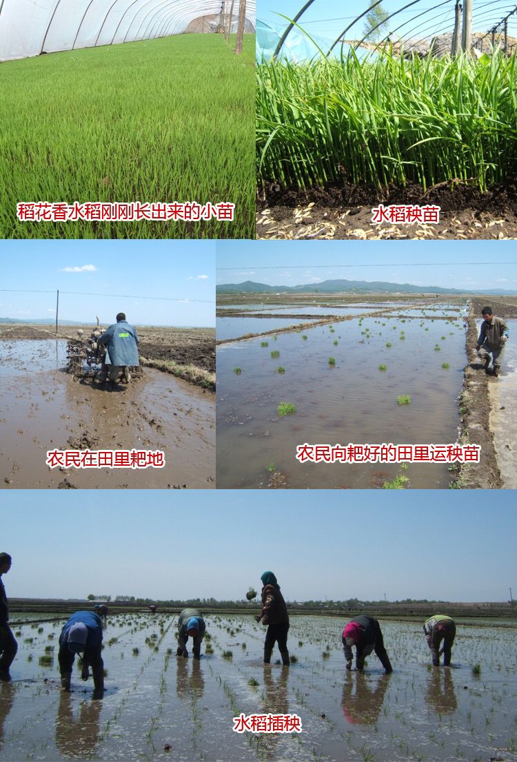  量大优惠  自家种植五常大米稻花香2号 非转基因 有机水稻米
