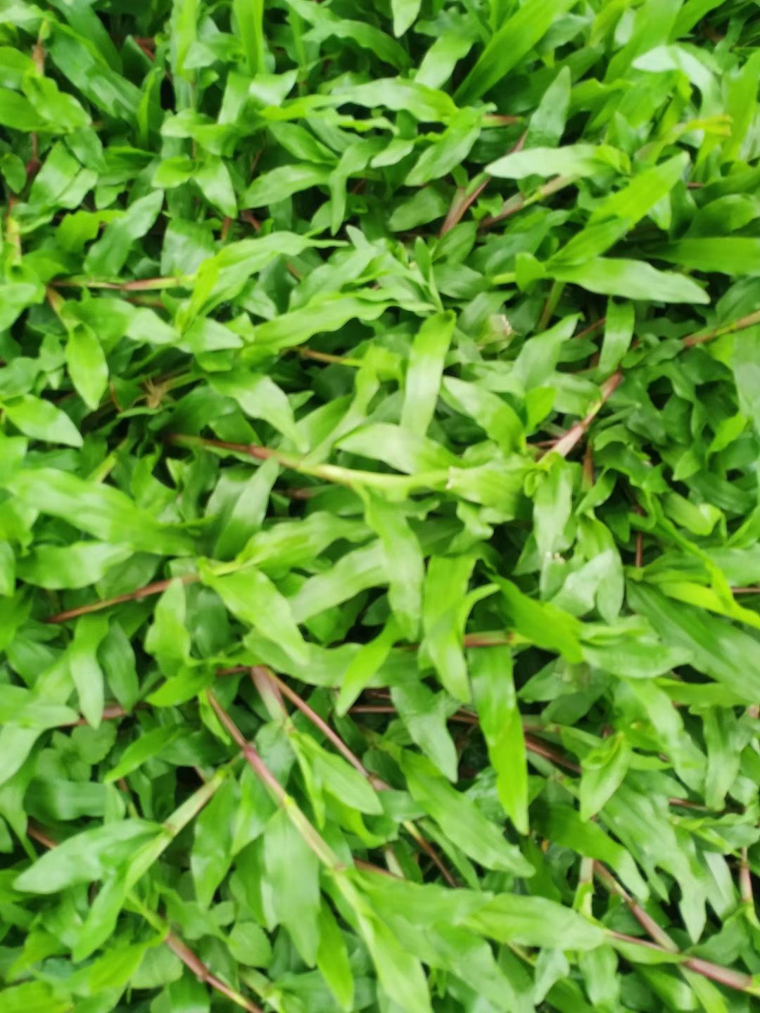 大叶油草