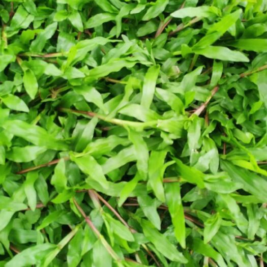 广州大叶油草