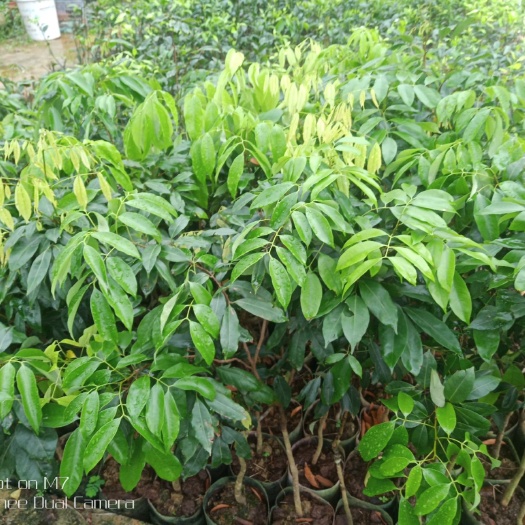 容县 高端品种荔枝苗：仙进奉，岭丰糯，井岗红糯，观音绿，桂味，无核