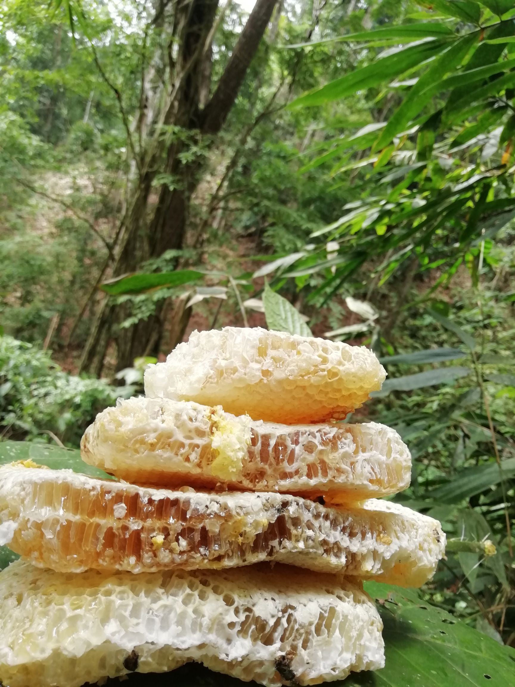 梦见好多野生蜂蜜什么意思(梦到很多野生蜂蜜是什么意思) 梦见好多野生蜂蜜什么意思(梦到很多野生蜂蜜是什么意思)
