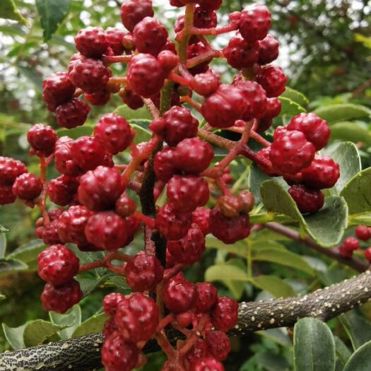 汉源县汉源花椒（贡椒） 特级 干花椒 汉源花椒（贡椒） 特级 干花椒