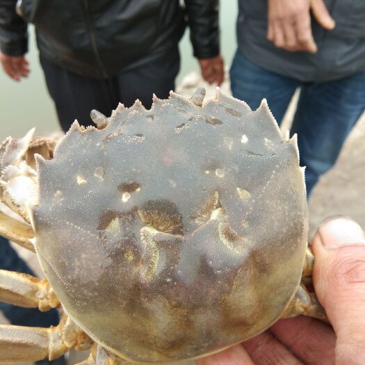 南京河蟹苗