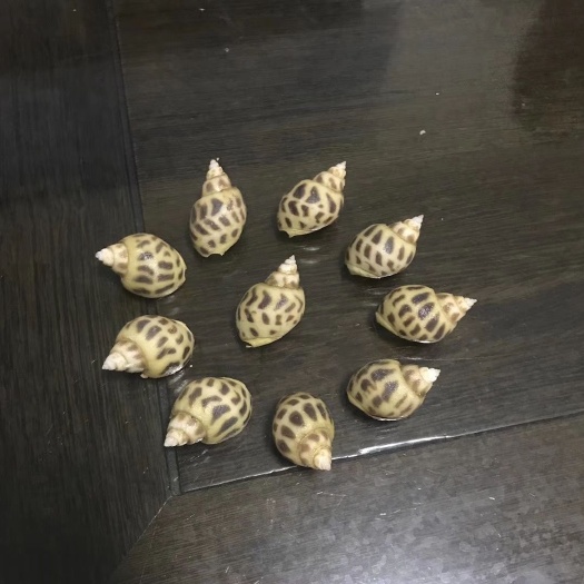 东山县方斑东风螺，花螺，旺螺，东山岛鲜活花螺，好吃