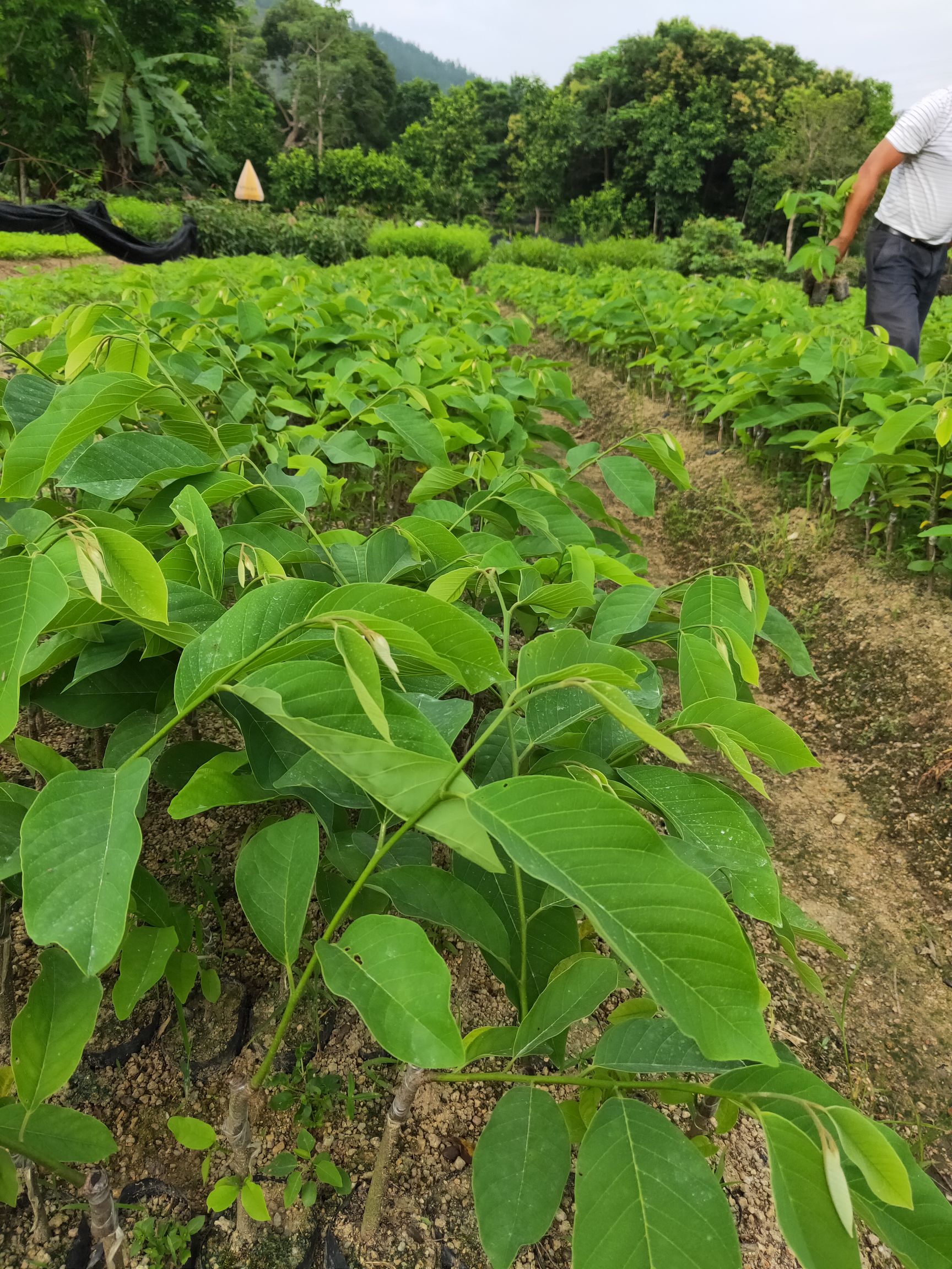 释迦果苗  凤梨释迦平鳞品种耐运输不易软甜度高。免