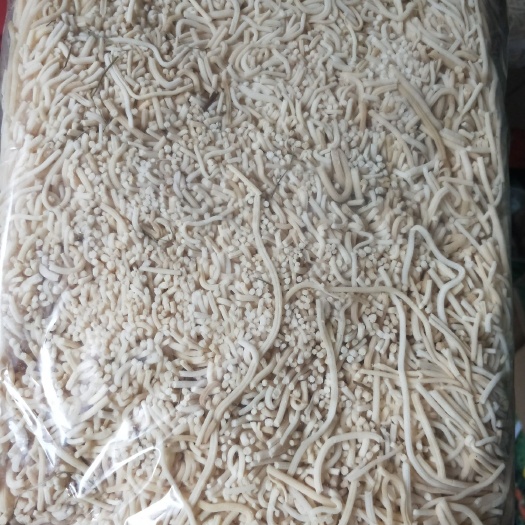  灯芯草