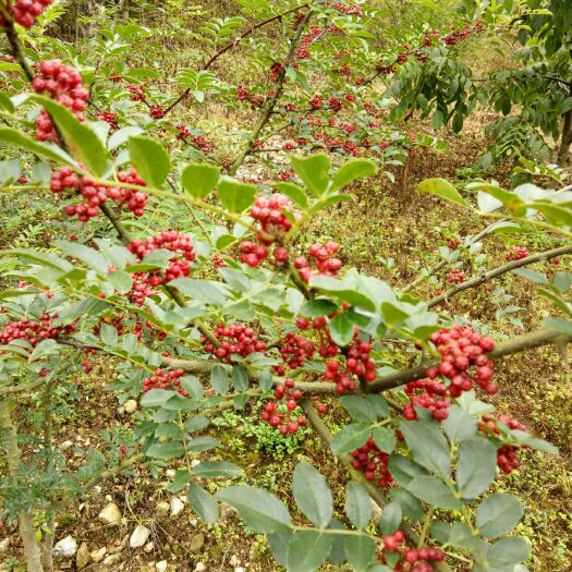 汉源县麻椒 特级 鲜花椒