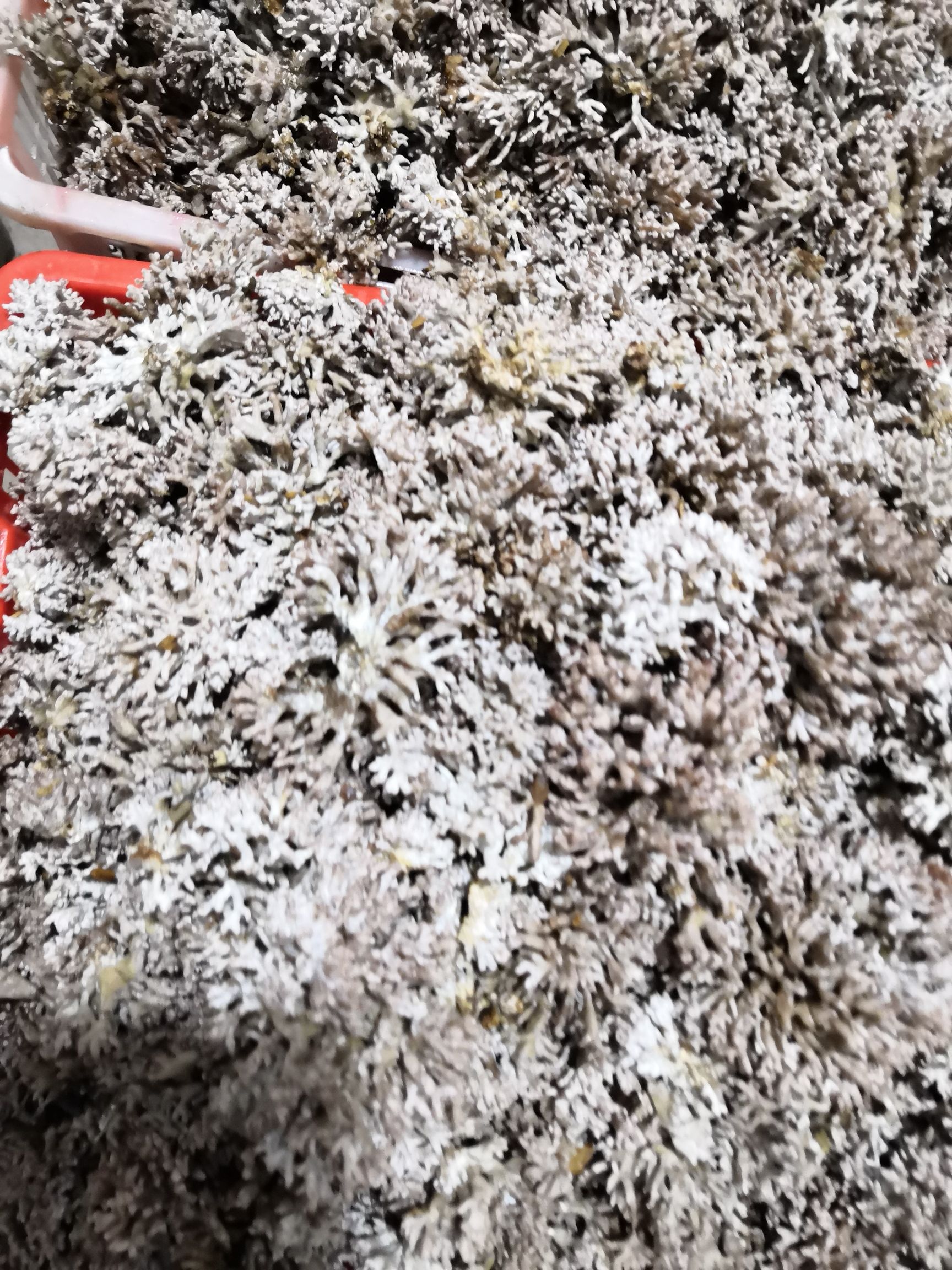 珊瑚菌 鮮貨 野生
