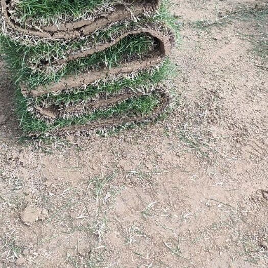 广州马尼拉草皮