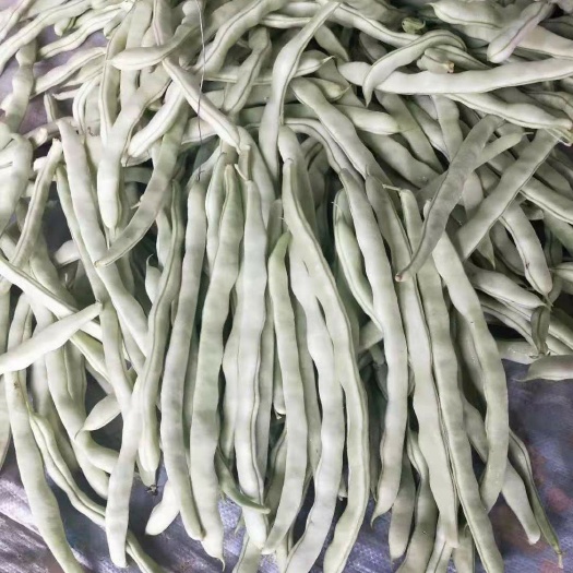 翁牛特旗白条豆角 40cm~70cm