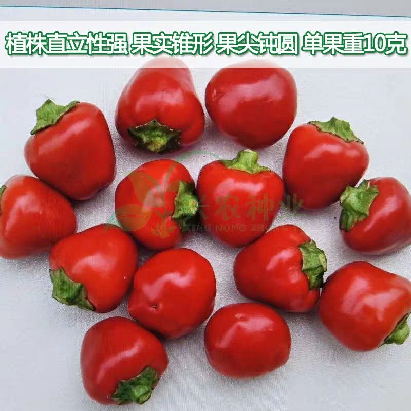  2019草莓椒各种辣椒，干草莓辣椒，