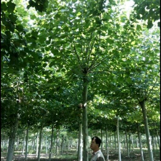 博爱县法国桐树 法桐树米颈8公分处理了100/棵，量多可议价