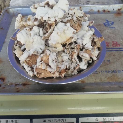 新化县 中小片柔嫩美味白参菌高档宾馆饭店酒席高级菜肴