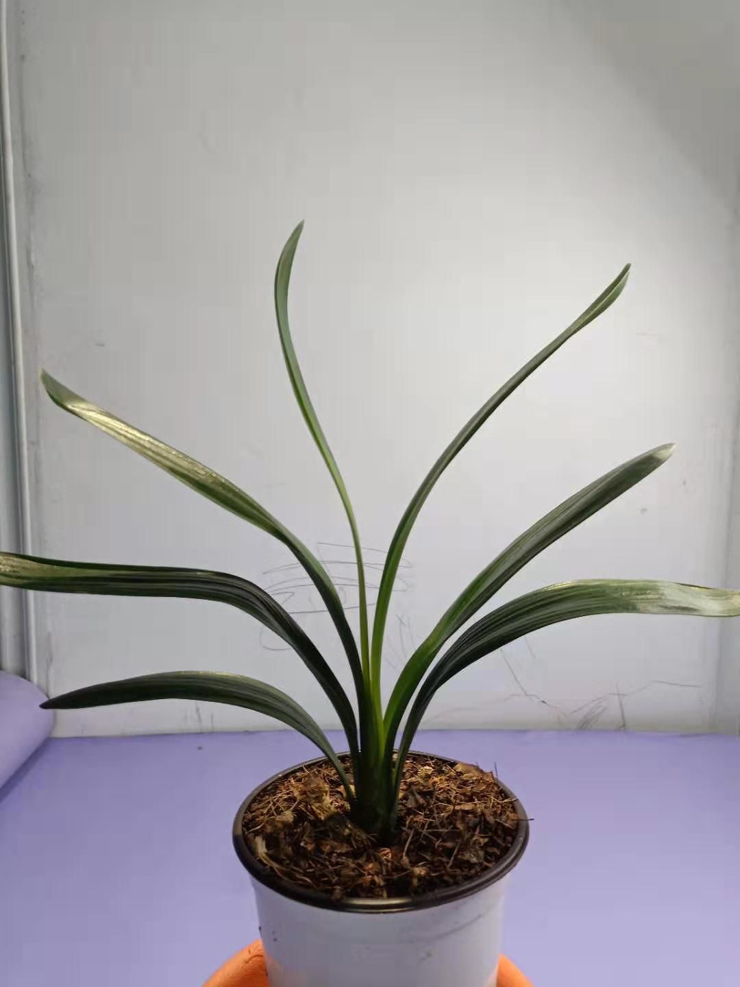 君子兰盆栽 精品国兰黄花，绿花君子兰，花色特异，当年开花，养殖基地直销