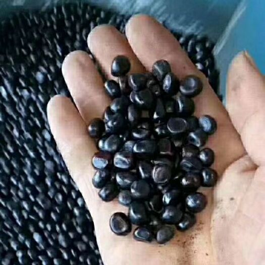 菏泽 牡丹种子质量不错，牡丹籽颗粒饱满，