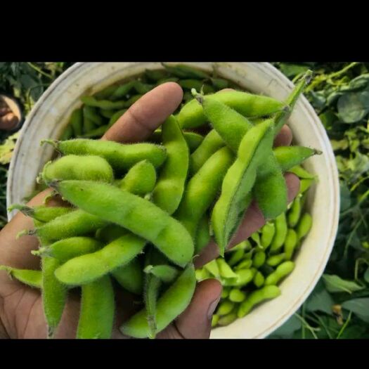 邳州市 绿宝石毛豆大量上市