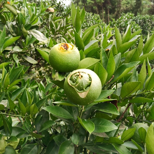 保靖县纽荷尔脐橙枝条 10~15cm