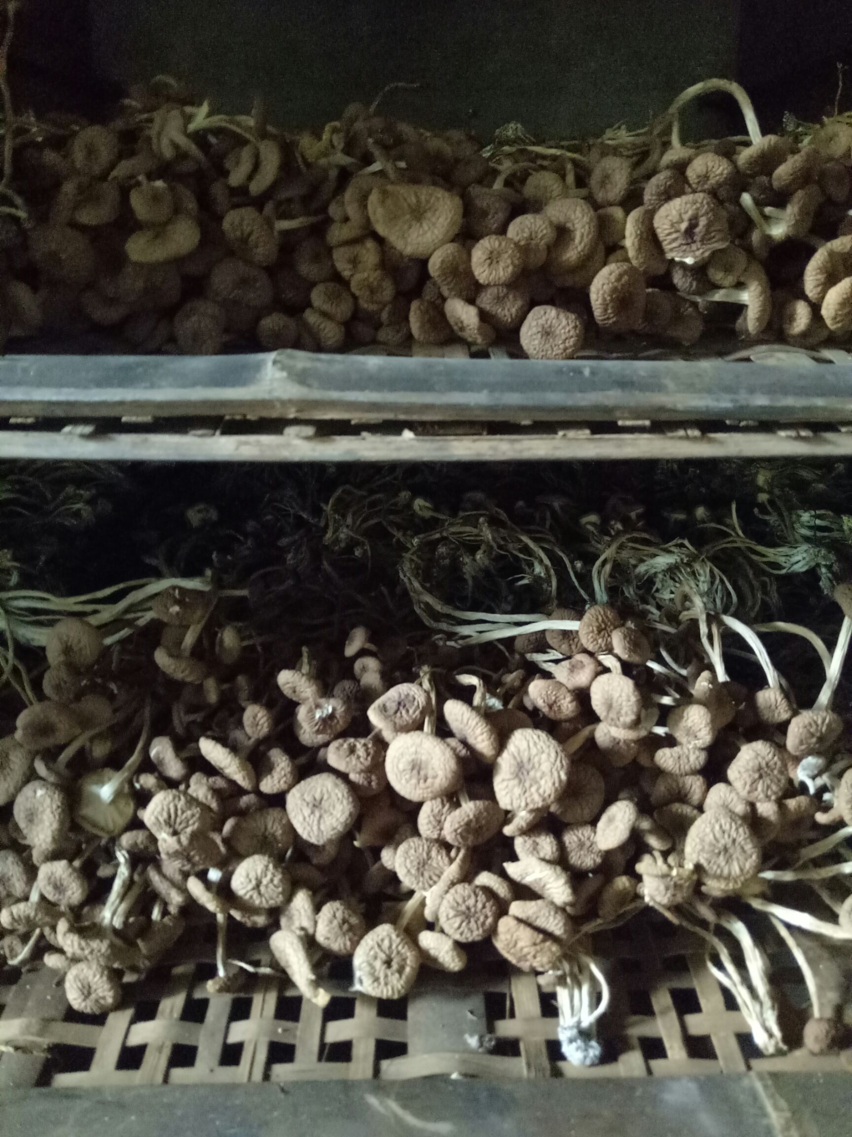 福建古田特产没开伞茶树菇