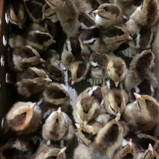 广州 清远麻鸡苗，阉鸡