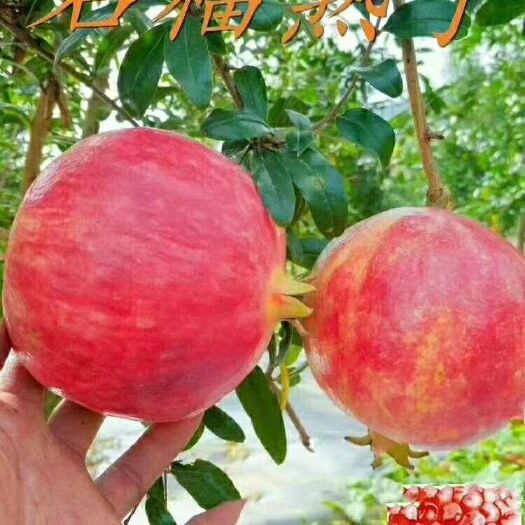 攀枝花 突尼斯软籽石榴