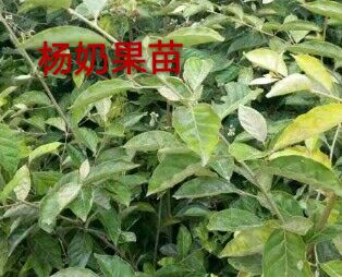 羊奶果苗  基地直供纯甜奶果苗品质好果粒大产量成活高包邮包