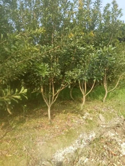 靖州县 大量供应各种规格杨梅树