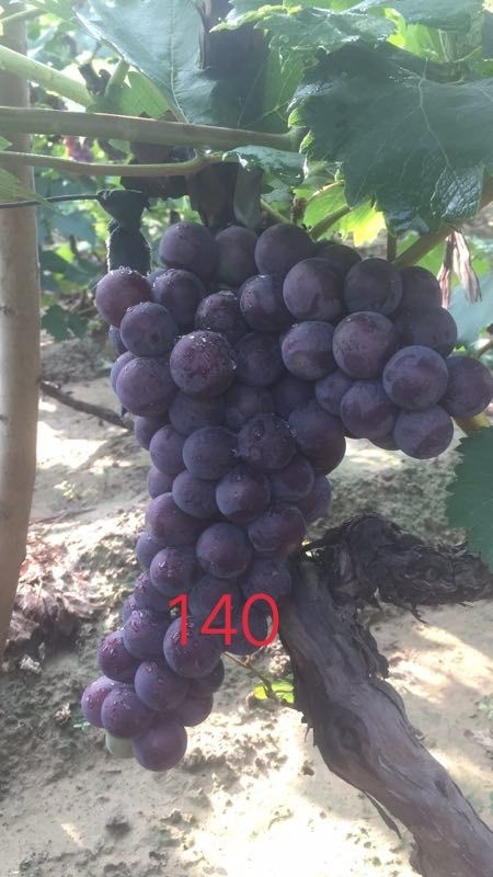 永清县140葡萄 早巨.140.大量上市了，有购买的经销商联系