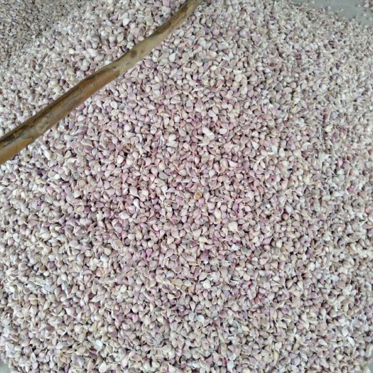 彭州市红皮蒜  彭州优质大蒜出售