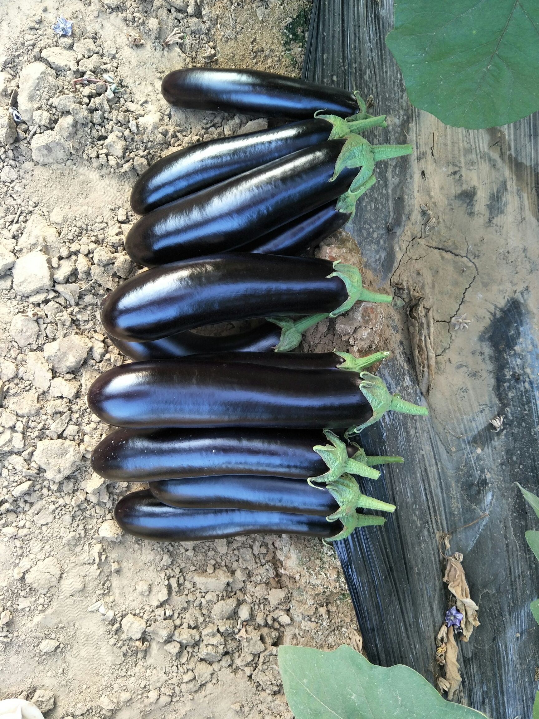 陆地各种茄子大量有货了