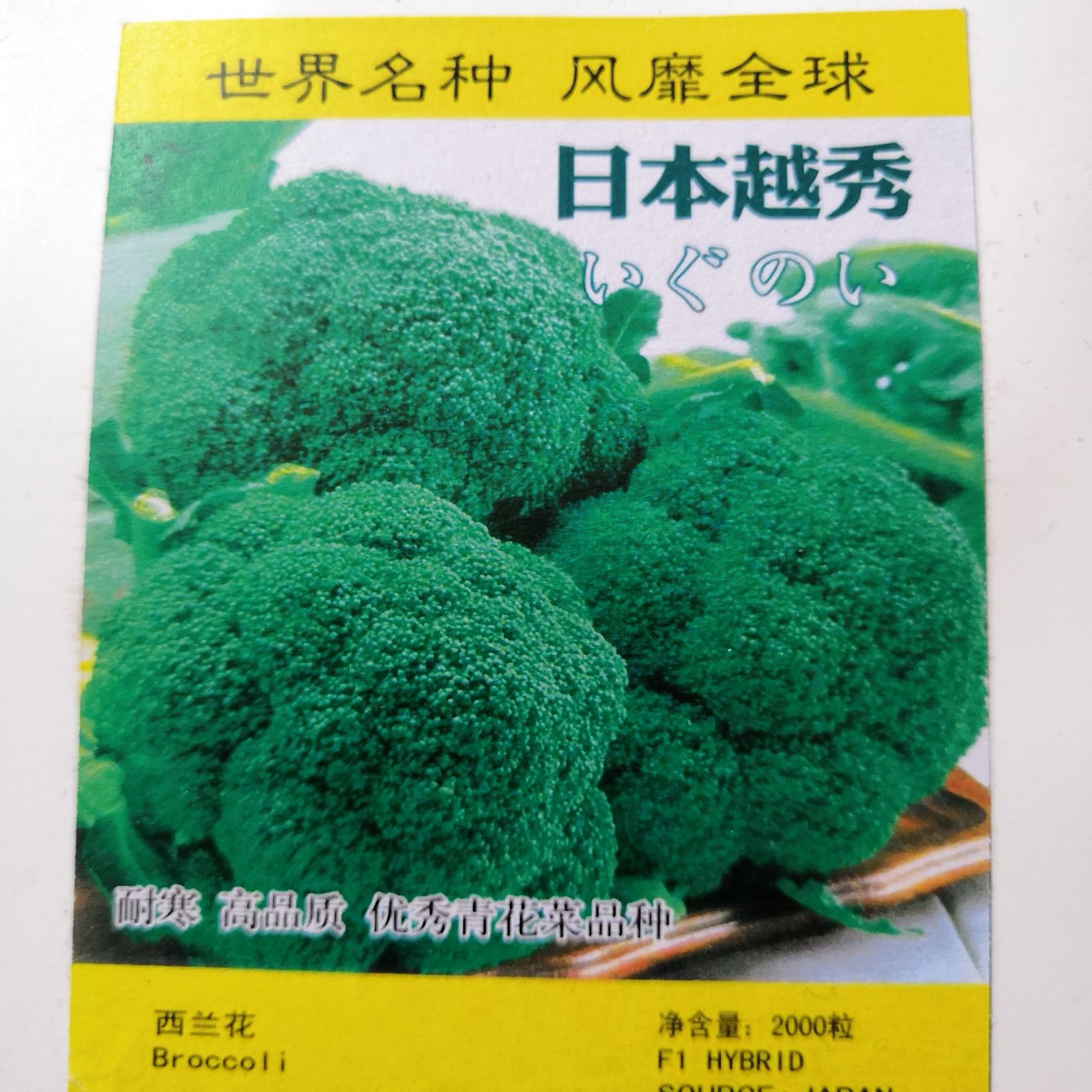 西兰花种子  青花菜种子，耐寒西兰花品种，越秀，绿色