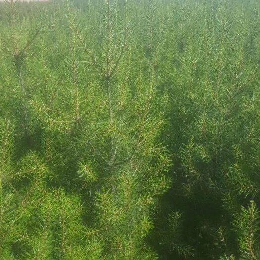 周至县 白皮松1.5高起