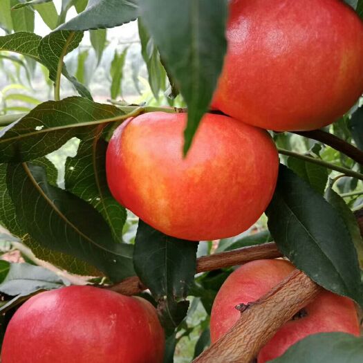 昌黎县油桃苗  油蟠9油蟠7-7 七月成熟果个半斤以上口味浓甜适合