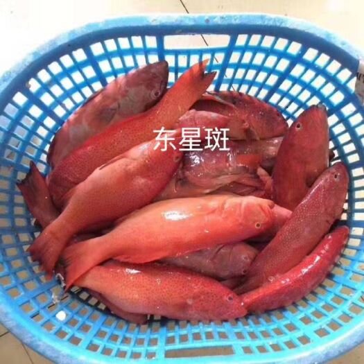 深圳红石斑鱼 各种深海斑鱼