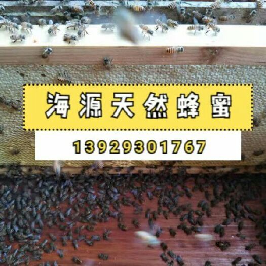 陆河县土蜂蜜 玻璃瓶装 2年以上 