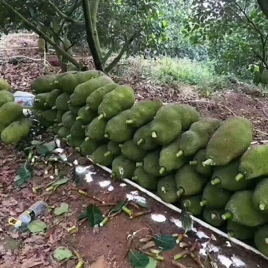灵山县 广西果苗嫁接木菠萝树苗马来西亚四季菠萝蜜苗树当年结果干包南方