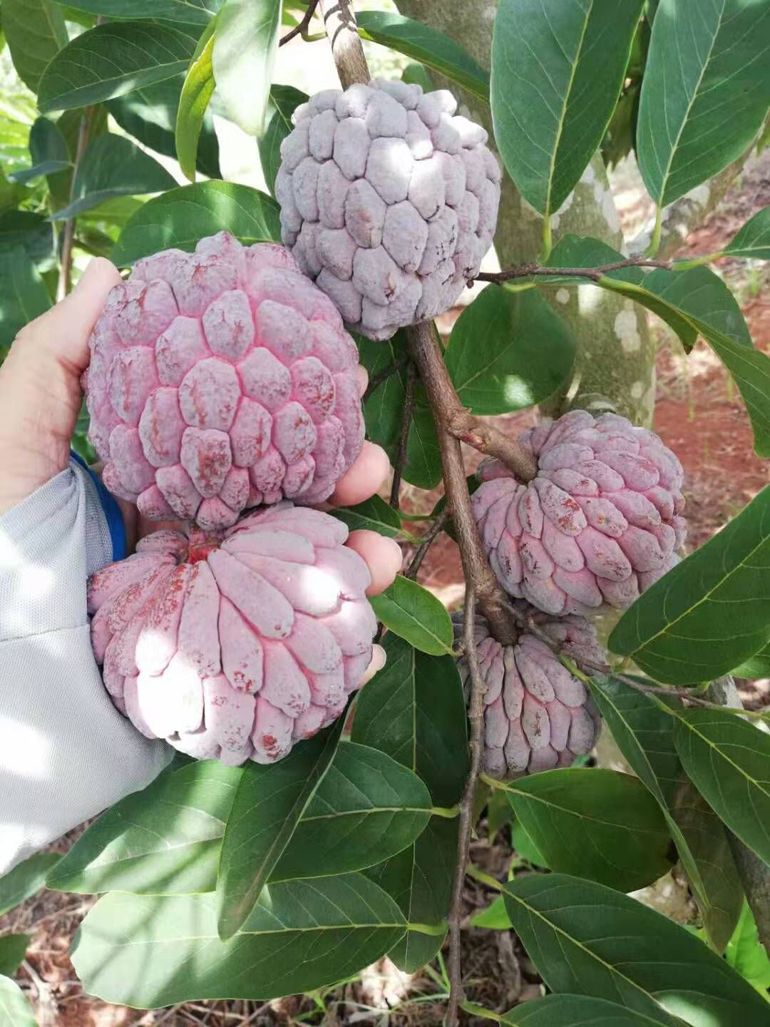 灵山县释迦果苗 红色释迦因为不常见