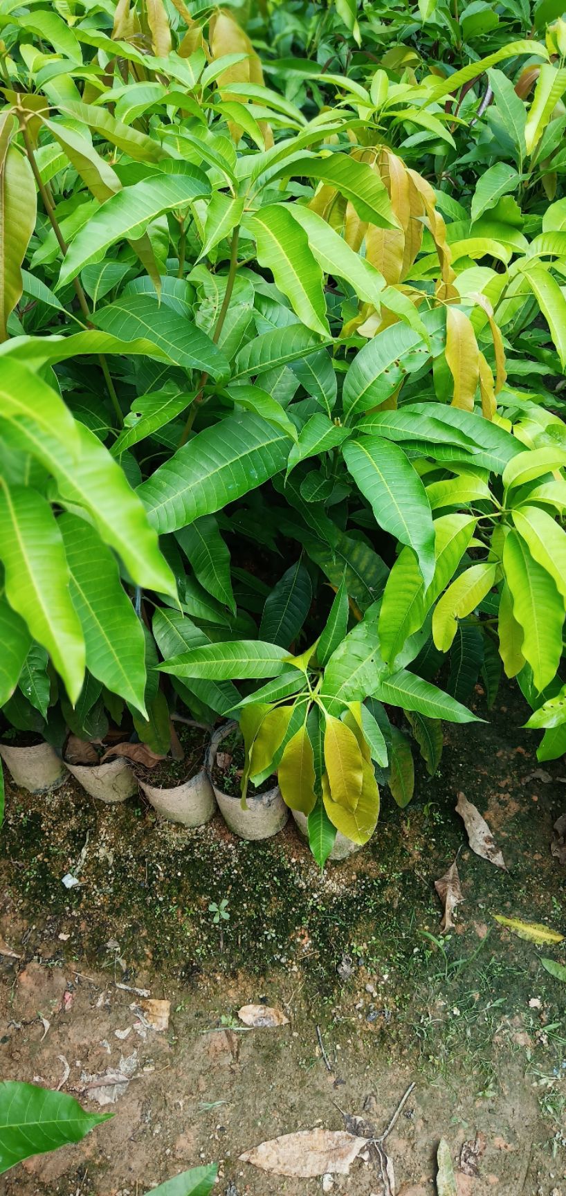 金煌芒果苗四季芒果苗原生芒果苗中杯苗