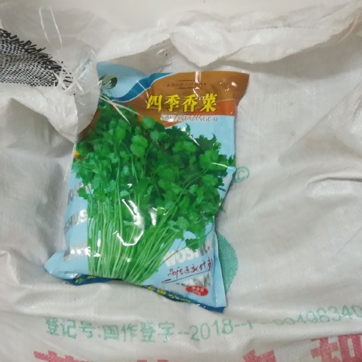 莘县香菜种子 铁杆青
