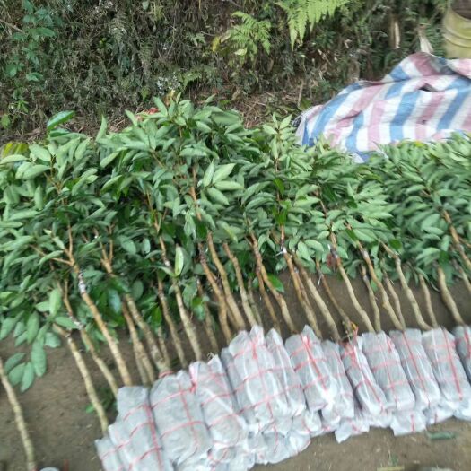 灵山县妃子笑荔枝苗