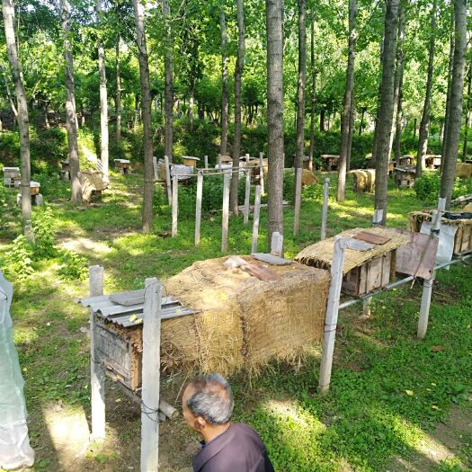 随县 土蜂蜜