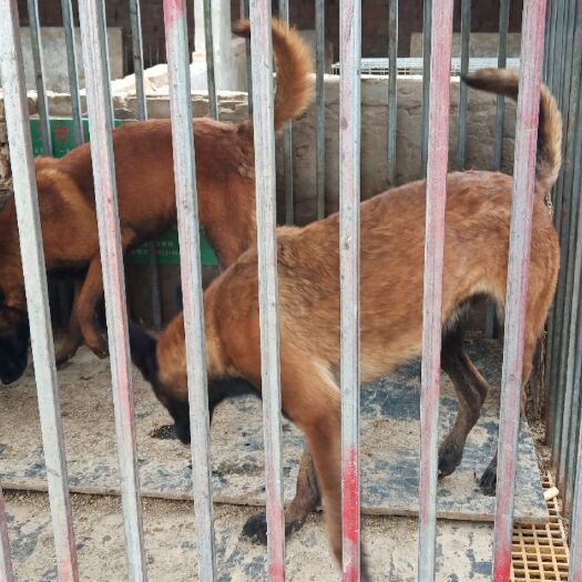 靖边县马犬 真红