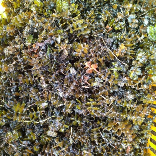 天长市 是龙虾塘里必备的水草种子