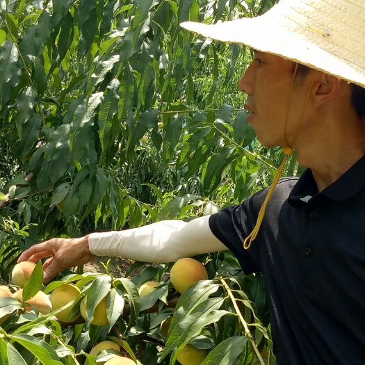 荆州 自产无公害正品锦绣黄桃。