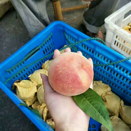 仙居县 我家种植水蜜桃，多汁，香甜可口