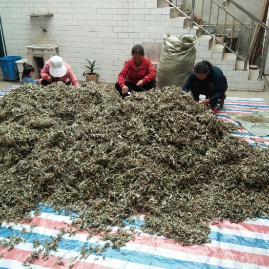 宝鸡 陕西秦岭山陈艾叶无杂质无茎杆无杂质