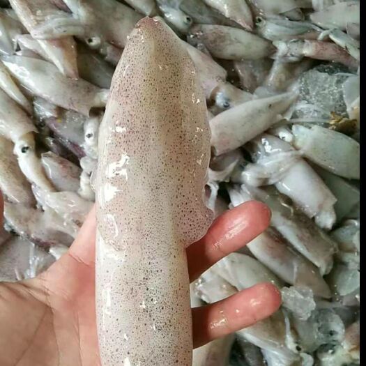 苏州 鱿鱼