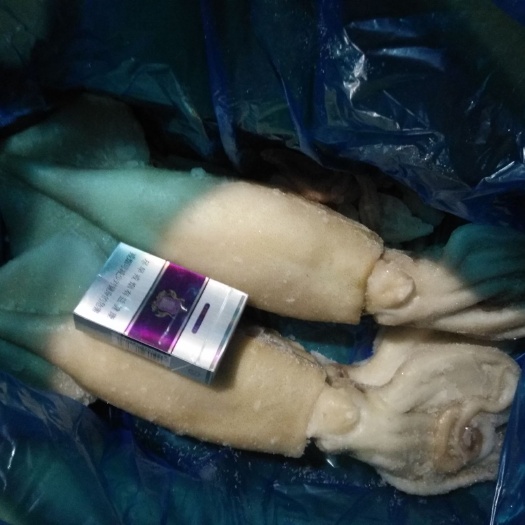 射阳县中国枪乌贼 白鱿