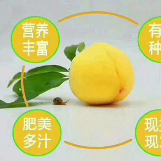 炎陵县锦绣黄桃 大小通拉2元一斤